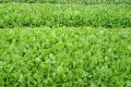 Liên đội trường TH&THCS Tân Thuận 2 tổ chức hoạt động, công trình măng non chào mừng kỷ niệm 95 năm Ngày thành lập Đoàn TNCS Hồ Chí Minh (26/3/1931 – 26/3/2026)