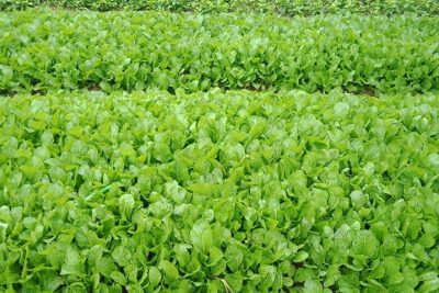 Liên đội trường TH&THCS Tân Thuận 2 tổ chức hoạt động, công trình măng non chào mừng kỷ niệm 95 năm Ngày thành lập Đoàn TNCS Hồ Chí Minh (26/3/1931 – 26/3/2026)